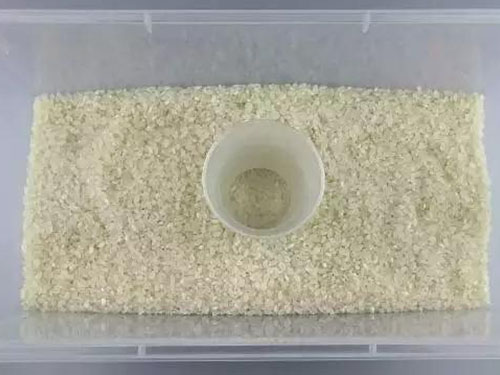 益陽稻谷收購,益陽稻谷儲存,益陽稻谷加工,益陽稻谷銷售,益陽優(yōu)質稻開發(fā)